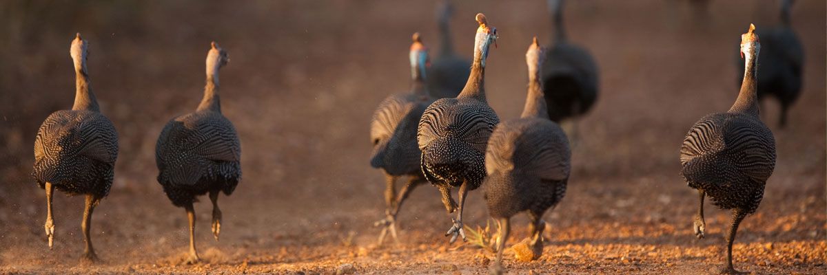 Richland Ranger Turkey Trot