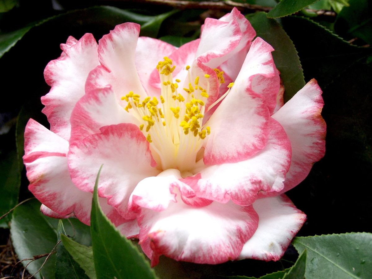 The Camellia: Queen of the Winter Garden