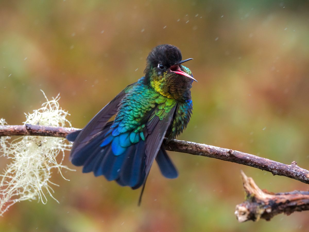 Costa Rica - its birds and other wildlife. A talk by James Walsh