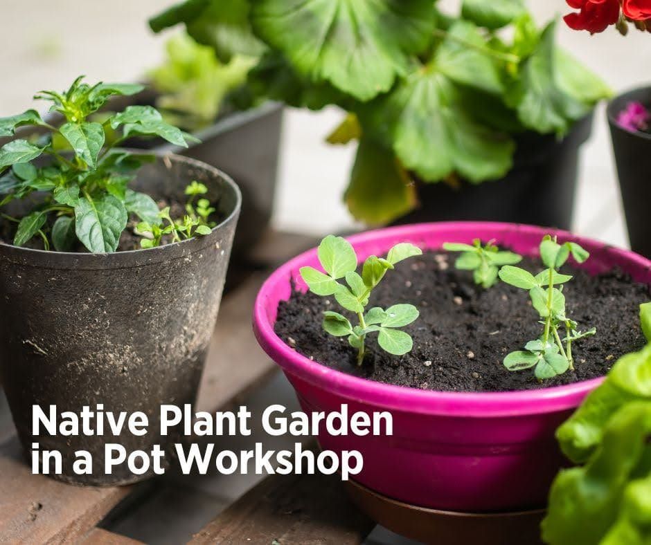 Native Plant Garden in a Pot Workshop