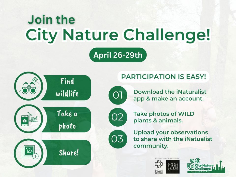 Phil Hardberger Park City Nature Challenge Observation Walk