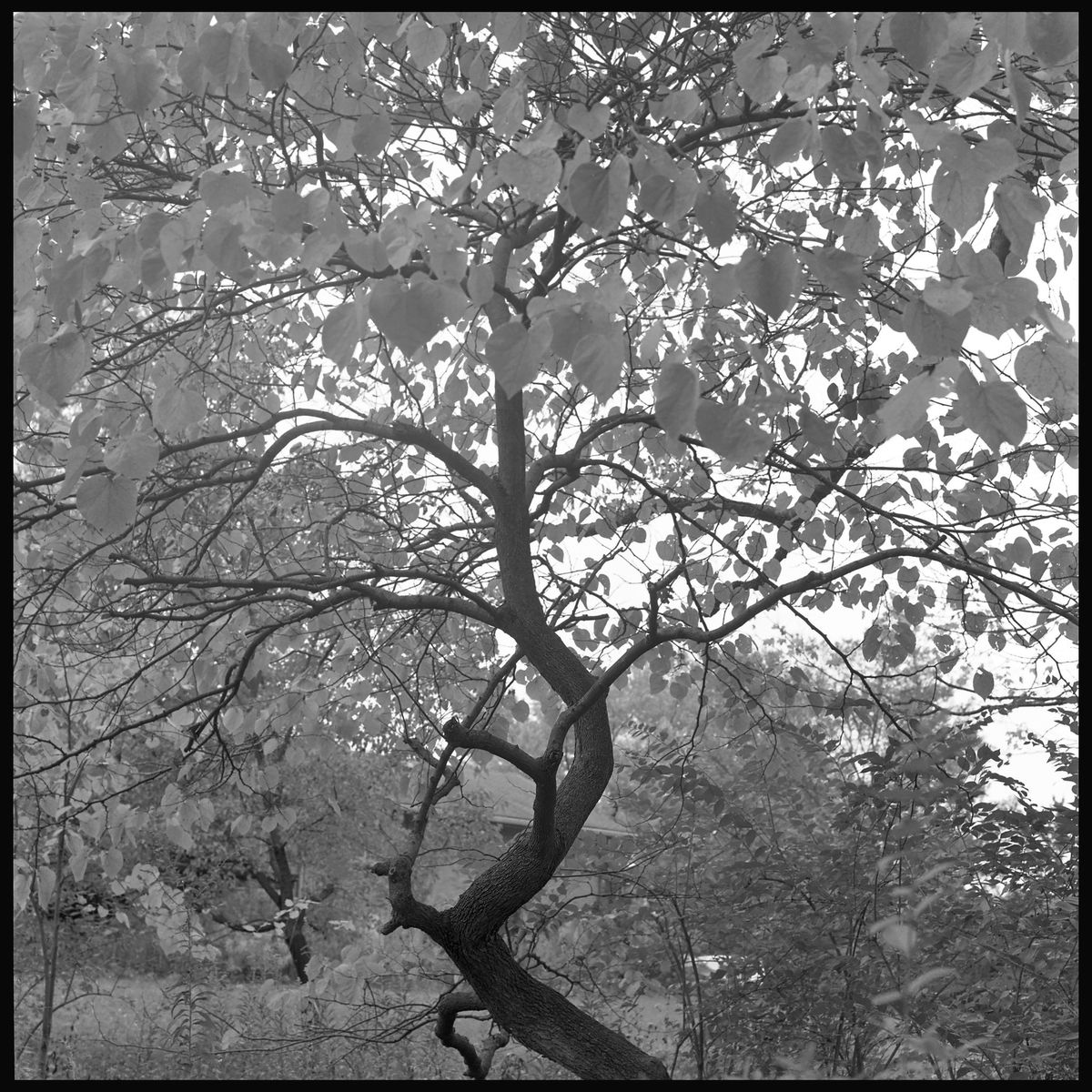 Were I a Bird: Tree Studies, Photographs by Paula Willmont Kraus