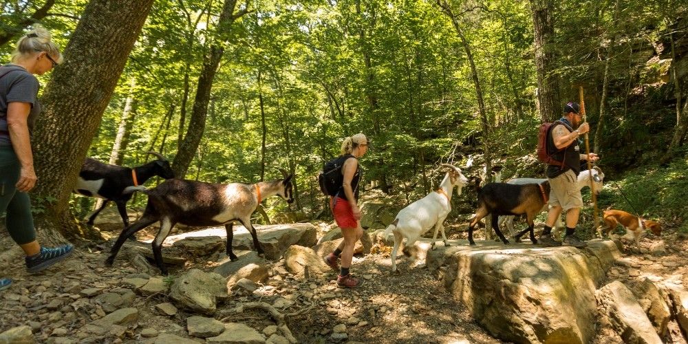 Goat Hike & Wine Tasting