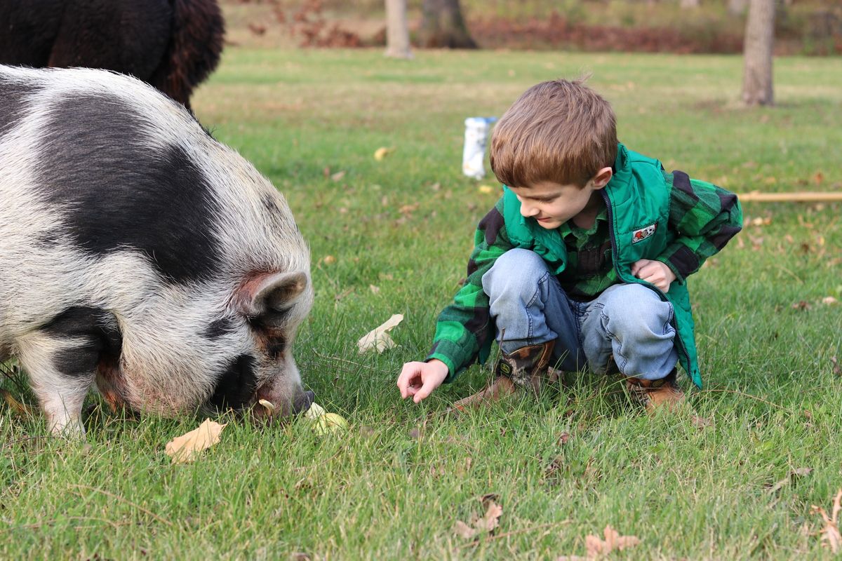 Preschool animal-assisted and nature-based group: Back to the Basics