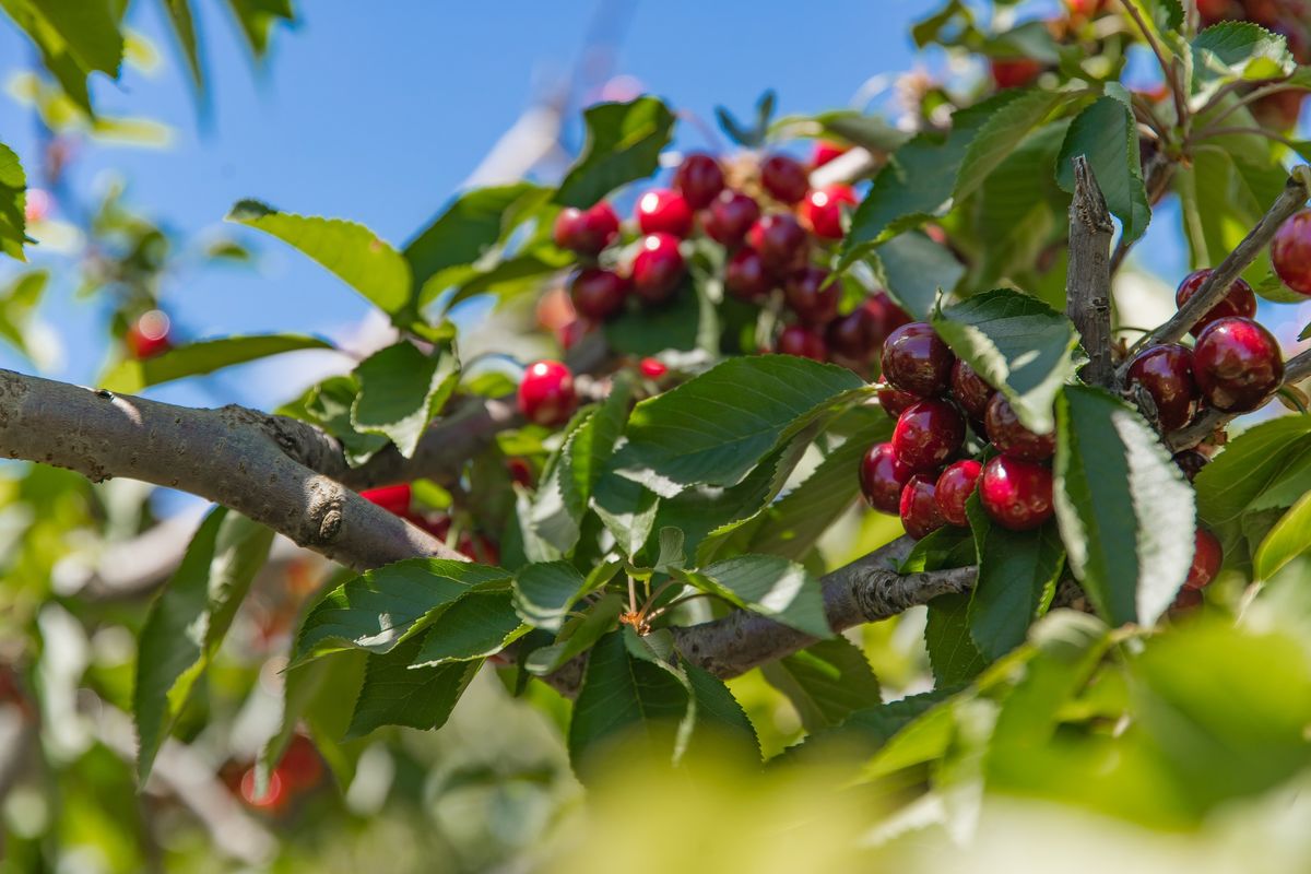 PYO Cherries at Ballinaclash