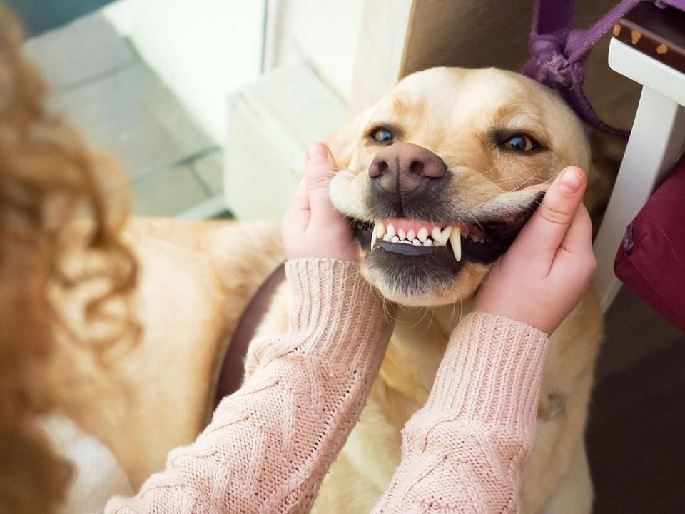 Non-Anesthetic Doggie Teeth Cleaning