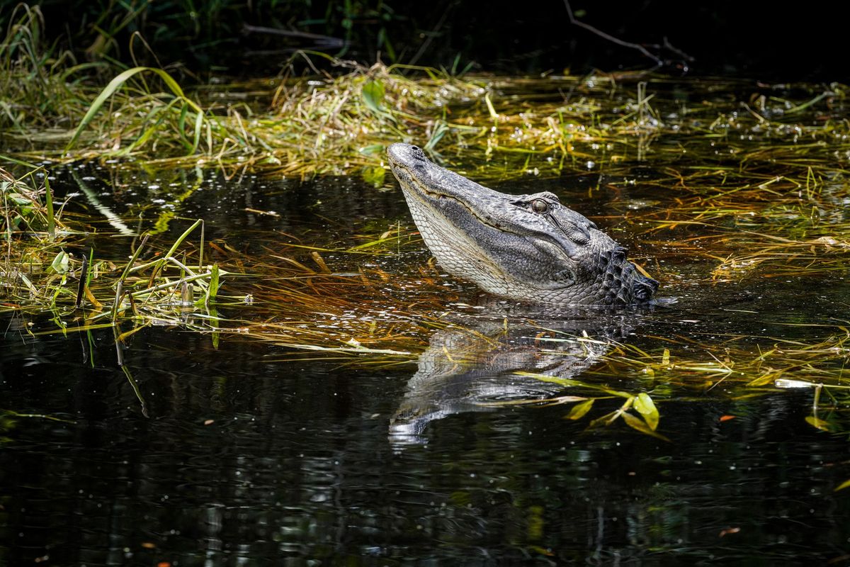 Naturalist 101 Lecture: Understanding the Significance of the Wild Heart of Georgia