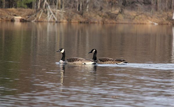 Roll and Stroll Aound the Lake 