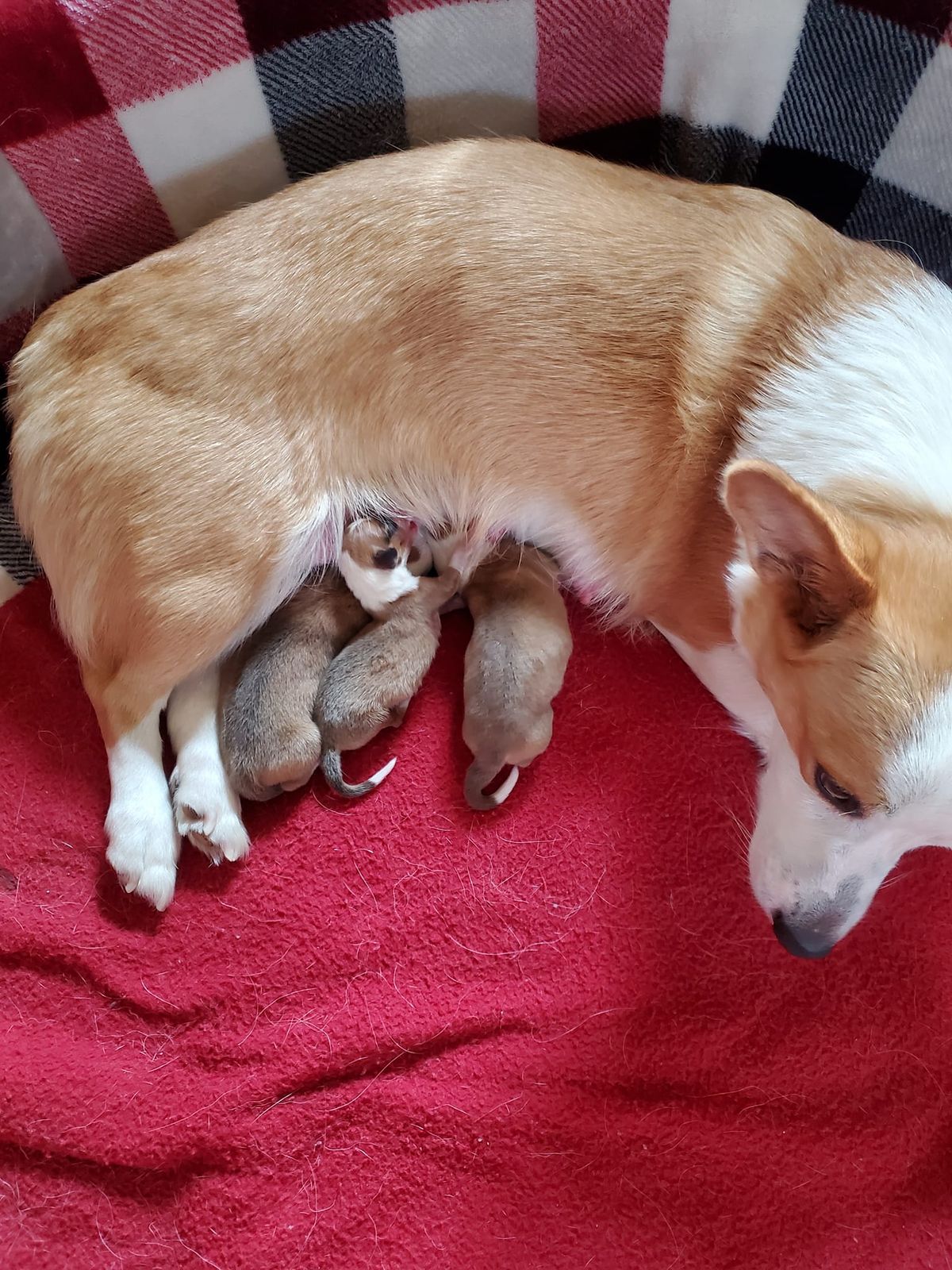 Corgi Meet and Greet