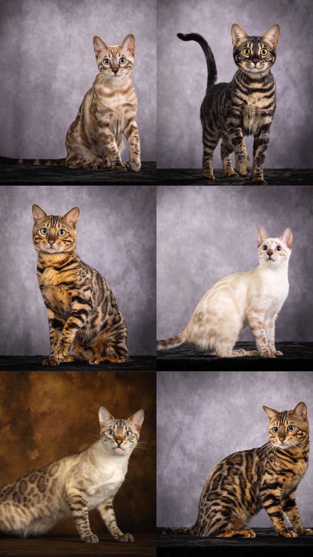 MEET THE BREED- MaritimeBengals\ud83d\udc06