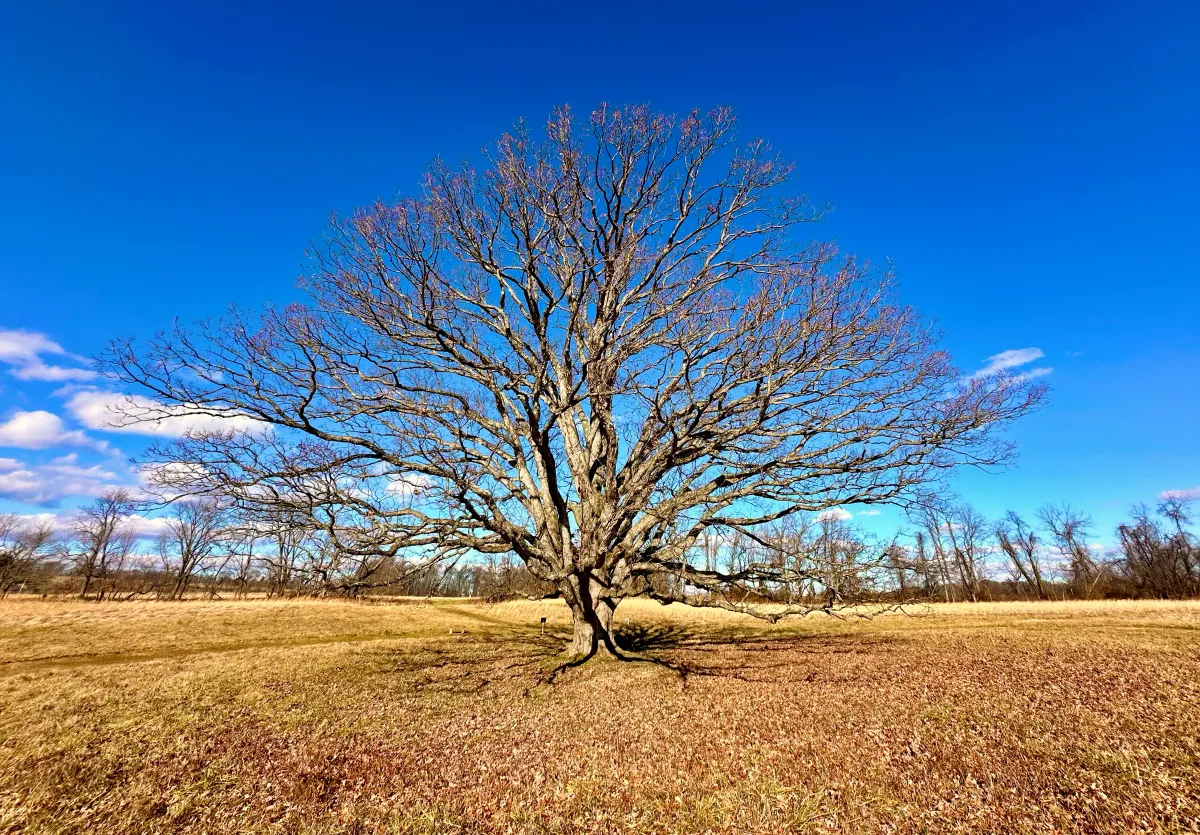 Loop hike though the Bryn Coed Preserve (8-10 miles)