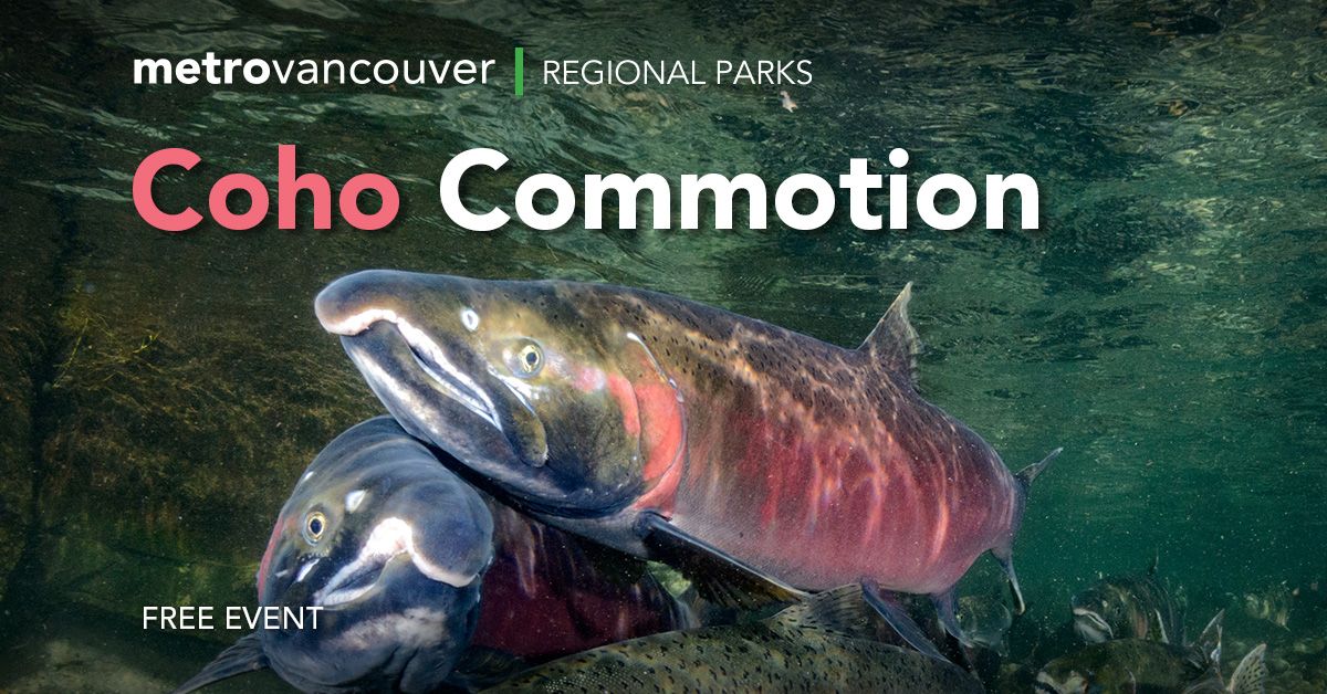 Coho Commotion