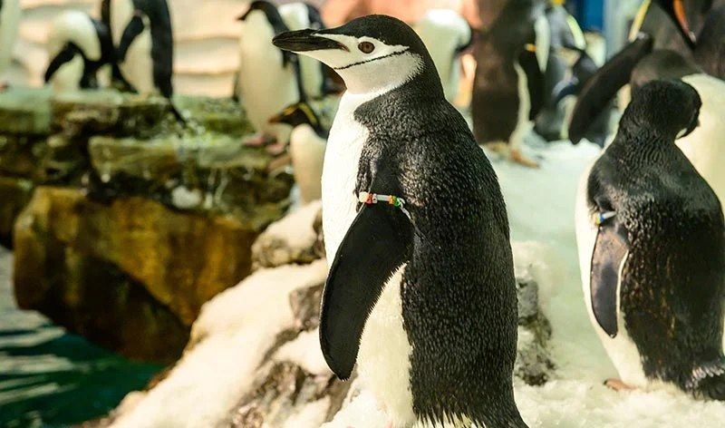 \ud83d\udc27\u2728 Exclusive VIP Penguin Experience at SeaWorld Getaway Deal Orlando \ud83c\udf0a\ud83c\udf1f $349 Per Couple \ud83d\udc91 