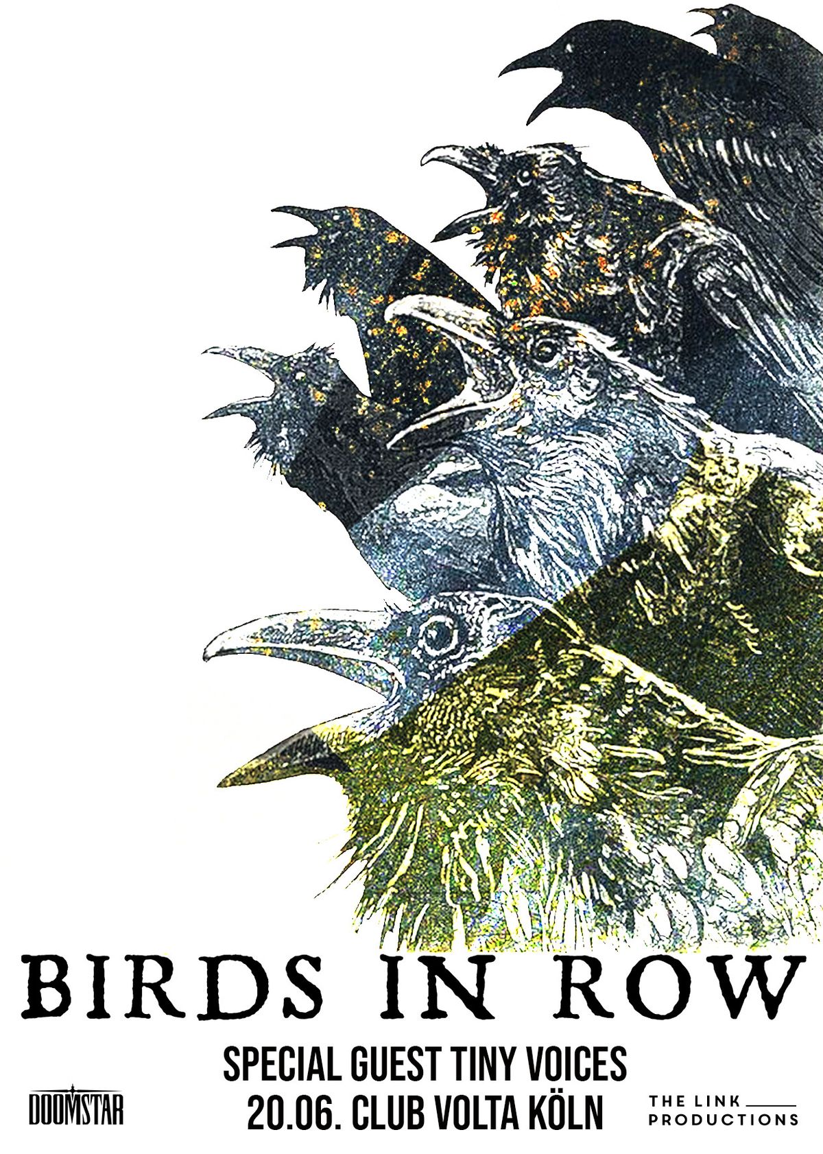 Birds In Row - Club Volta K\u00f6ln