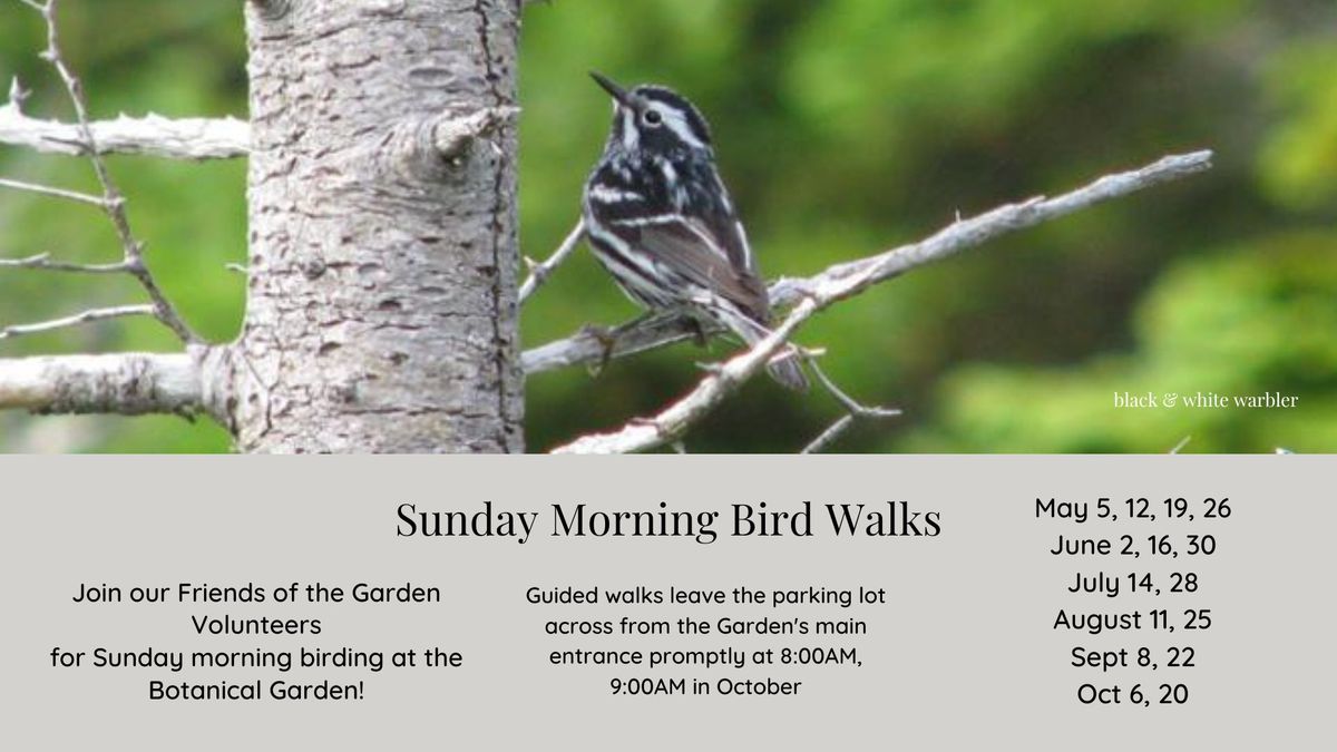 Sunday Morning Bird Walks