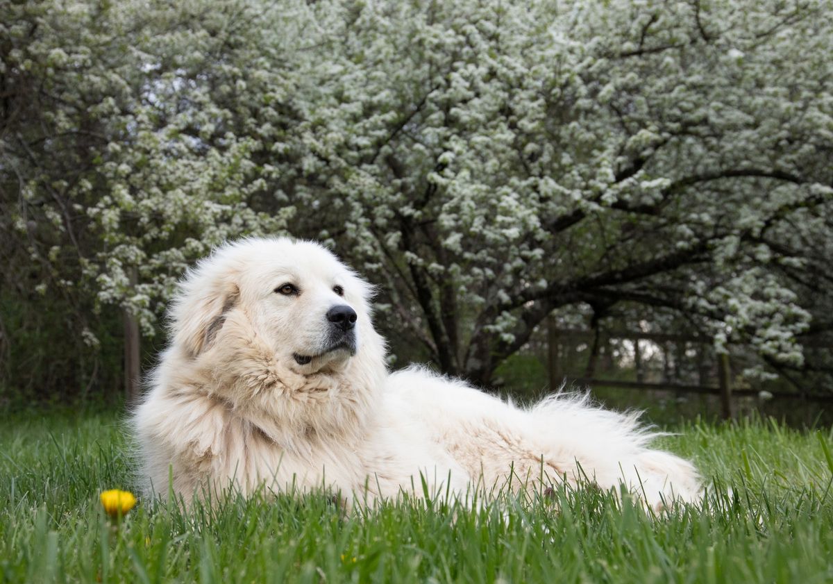 Breed Meetup: Great Pyrenees!
