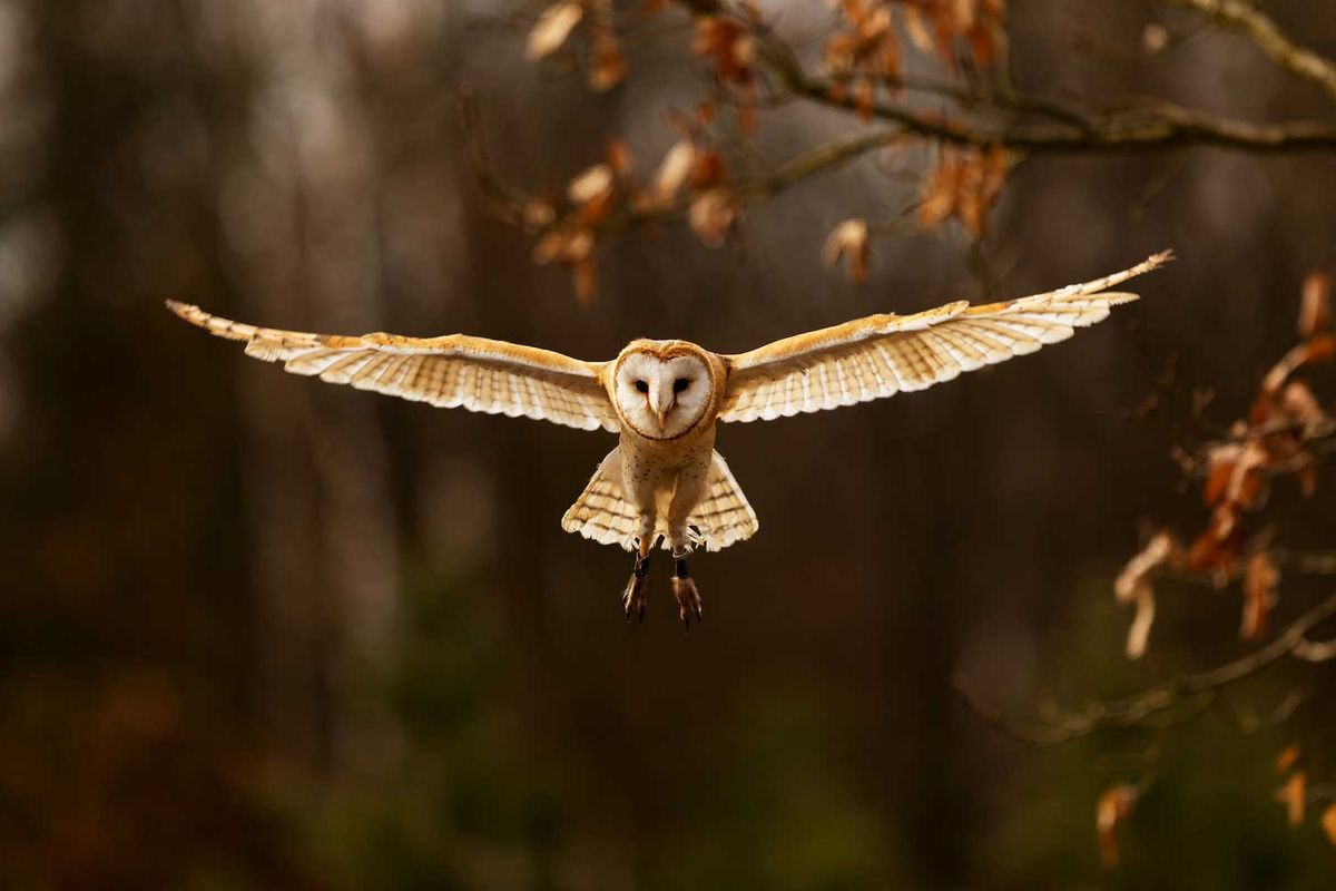 Drawing Owls