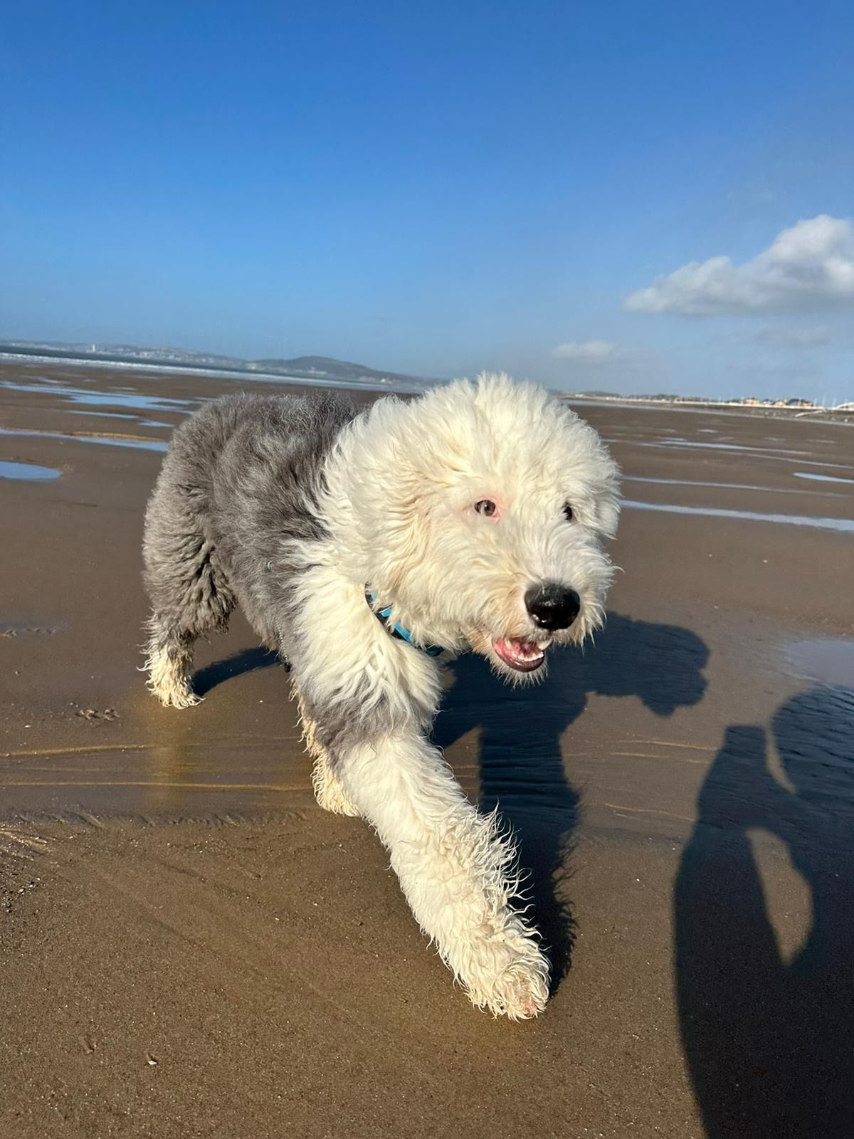 Sheepie Meet Weston-super-Mare Beach