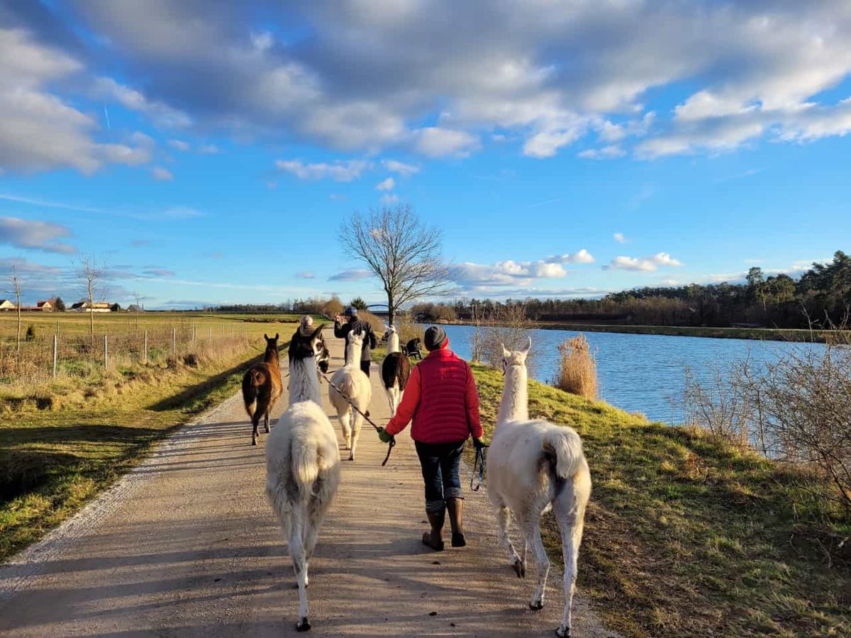 Familienwanderung  mit unseren Lamas und Alpakas