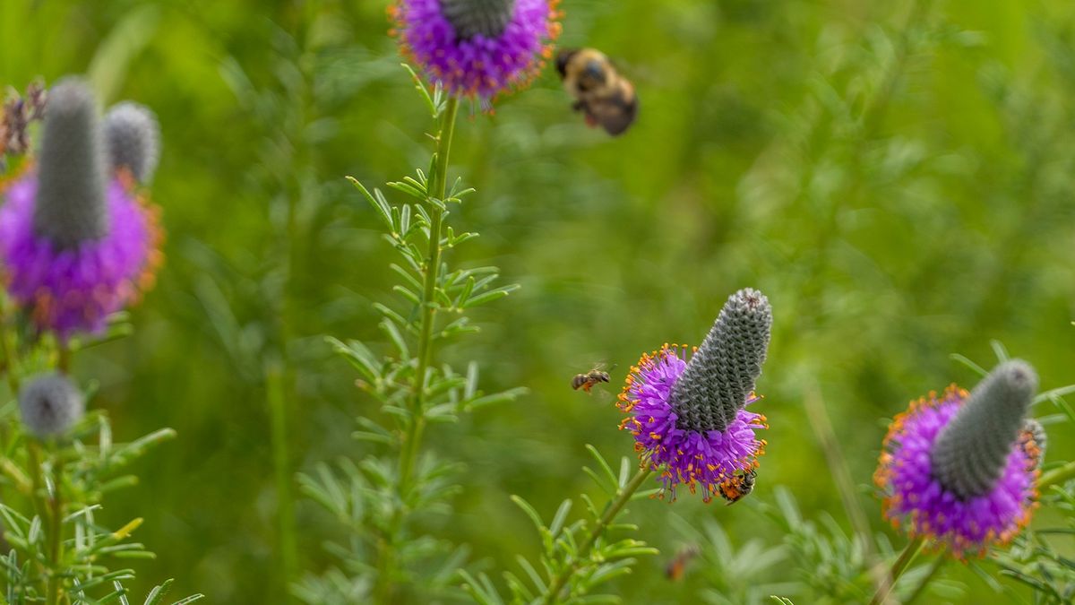 Native Plant Garden Tour: What's in Bloom?