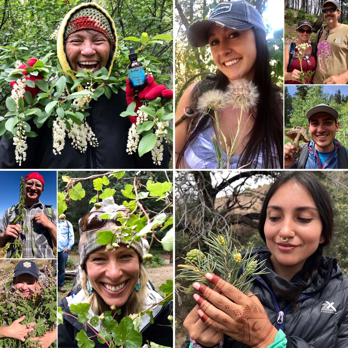 Edible & Medicinal Plants of the Great Basin Desert: Reno Area