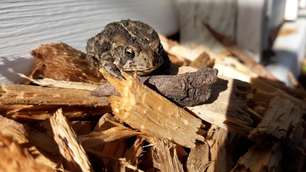 Mulches and Composts