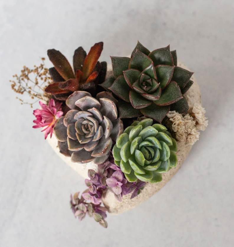 Valentine's Succulent Class Feb 8th, 2pm