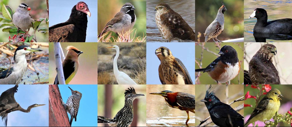 Birding in the Park with Red Rock Audubon