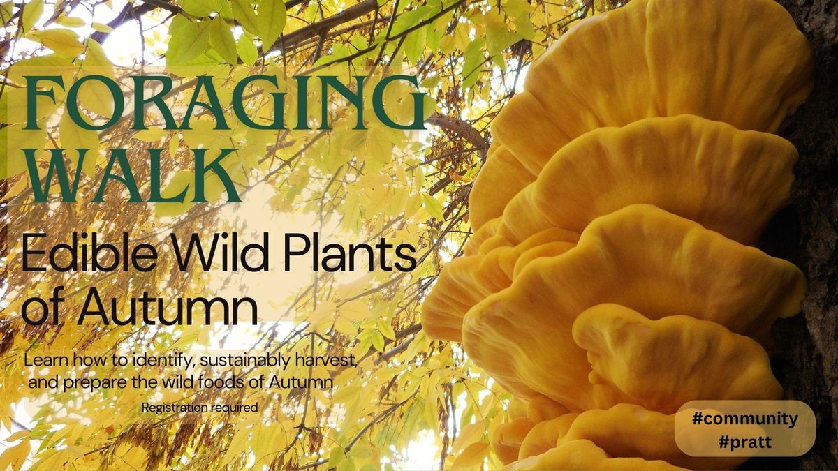 Foraging Walk:Edible Wild Plants of Atumn by The 3 Foragers