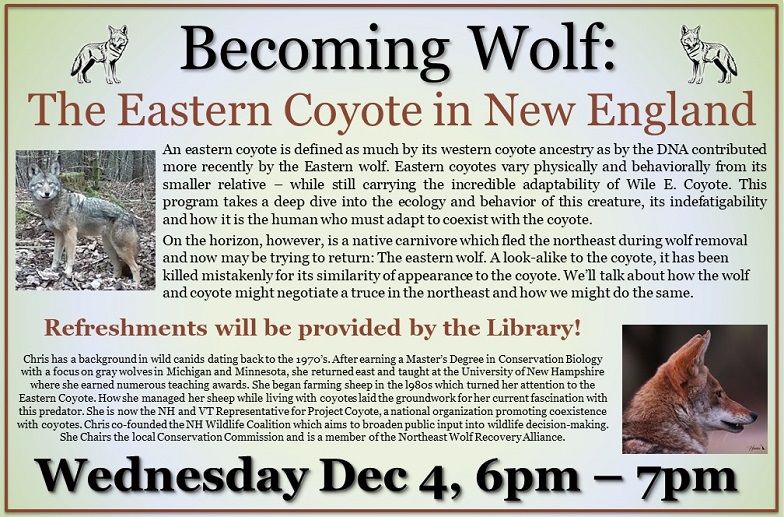 Becoming Wolf: The Eastern Coyote in New England