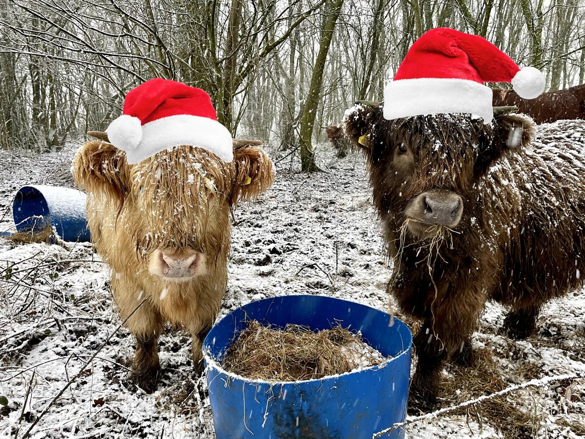 Christmas Highland Cattle Experience