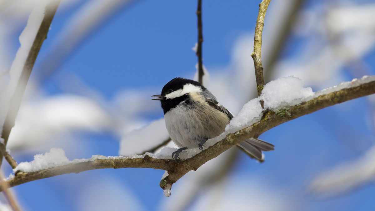 Winter Preparation