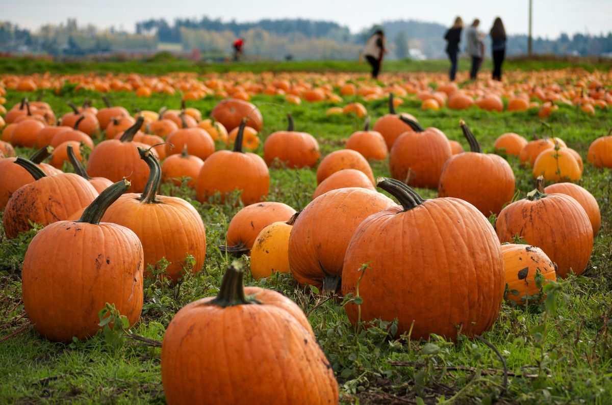 Pumpkin Patch