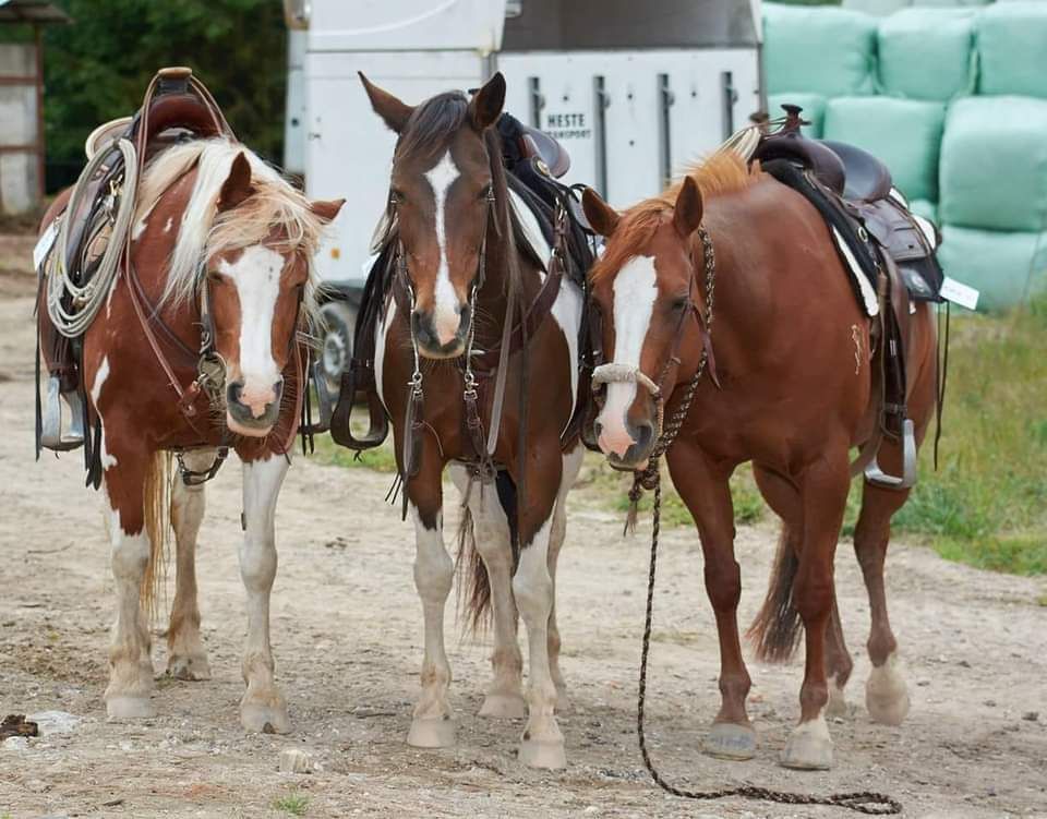 NWR Ranch Horse Days 14-15. Juni