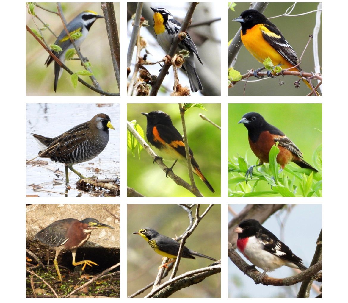 Dubuque Audubon Annual Spring Species Count