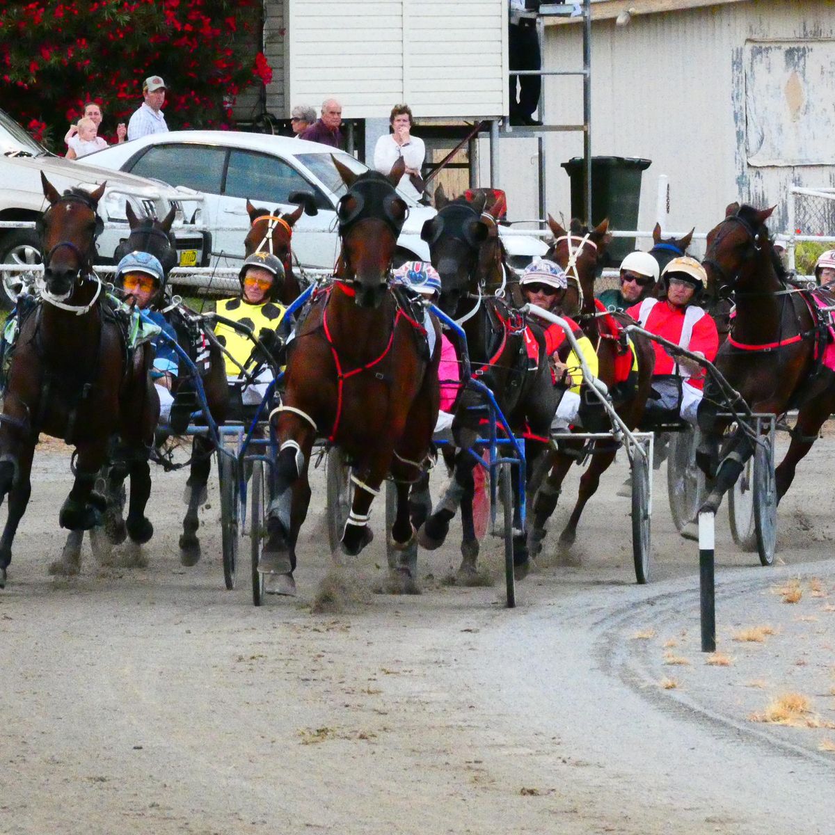 JUNEE PACERS CUP & SPEED SHEAR