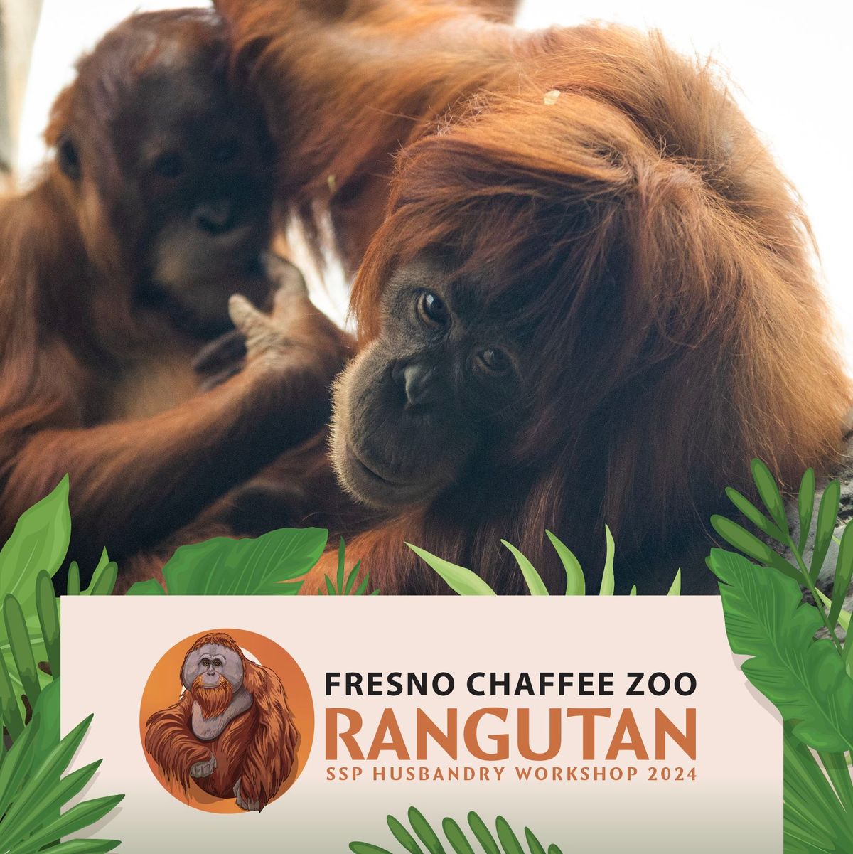 Orangutan SSP Husbandry Workshop 2024