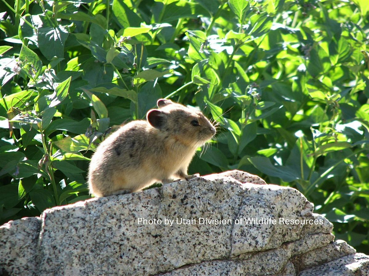 Utah Pika Watch Community Science Training
