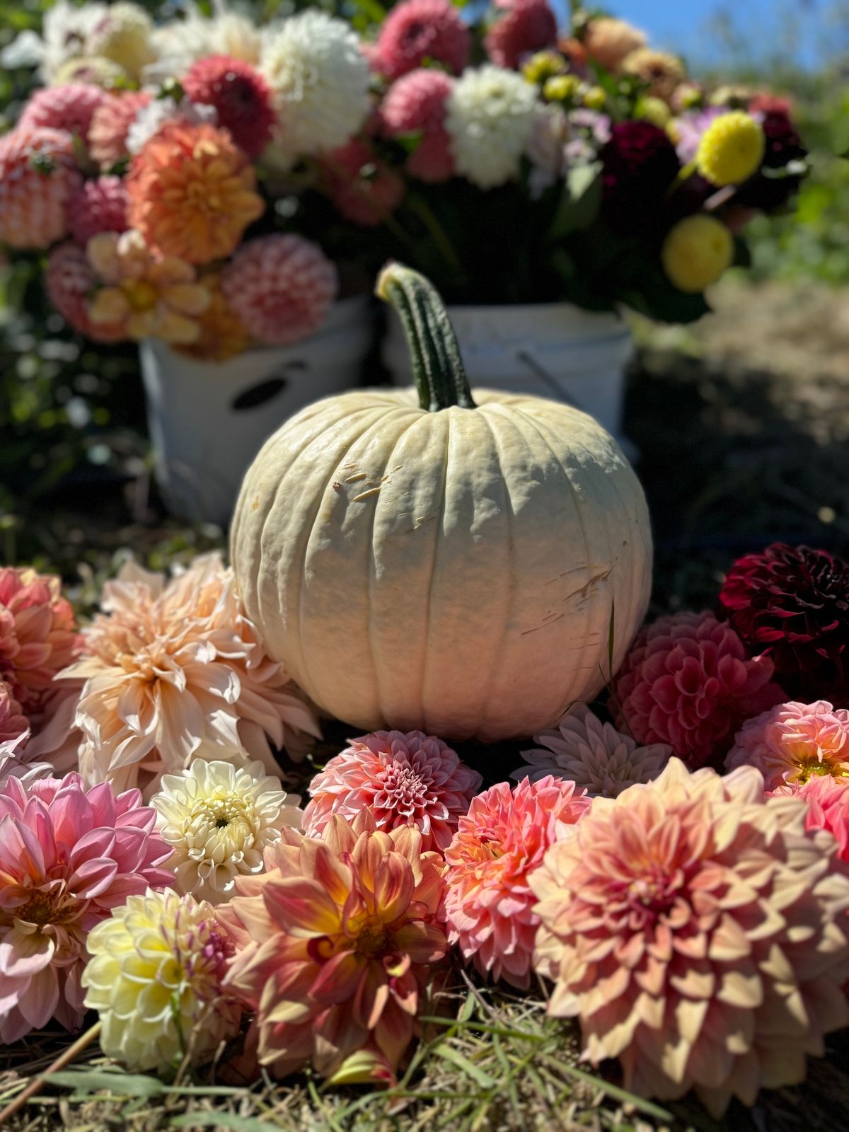 Pumpkins and Petals : Floral Centerpiece Class