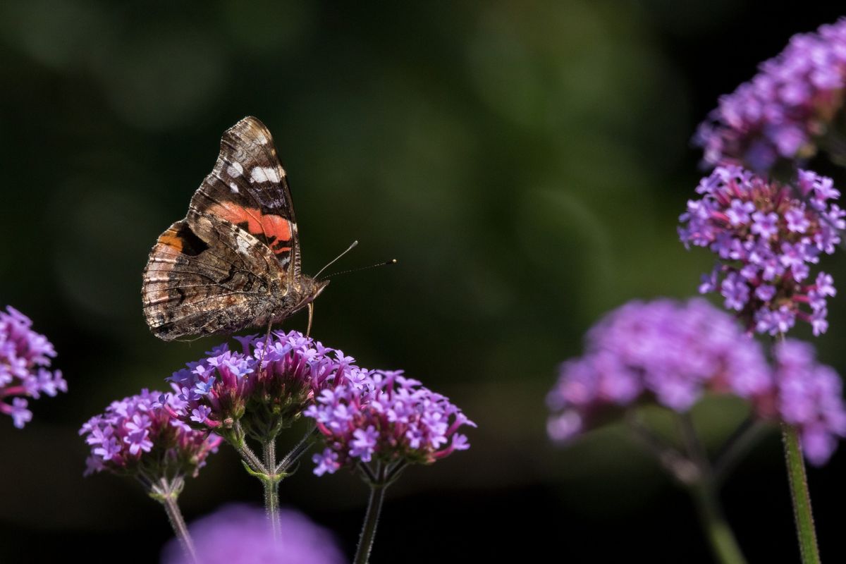 Weekly Pollinator Walk