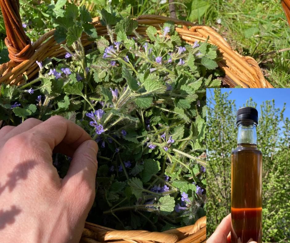 Atelier herboristerie : sirop et plantes m\u00e9dicinales, entre rem\u00e8de et compagnon culinaire