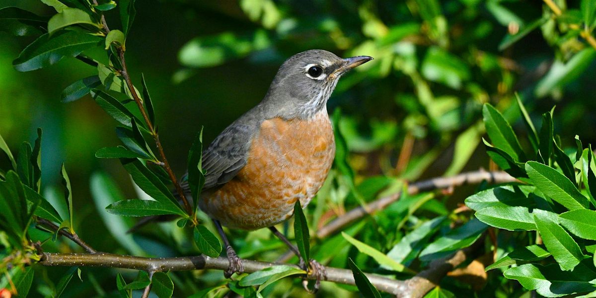 Spring Bird Walk- Saturday, May 16