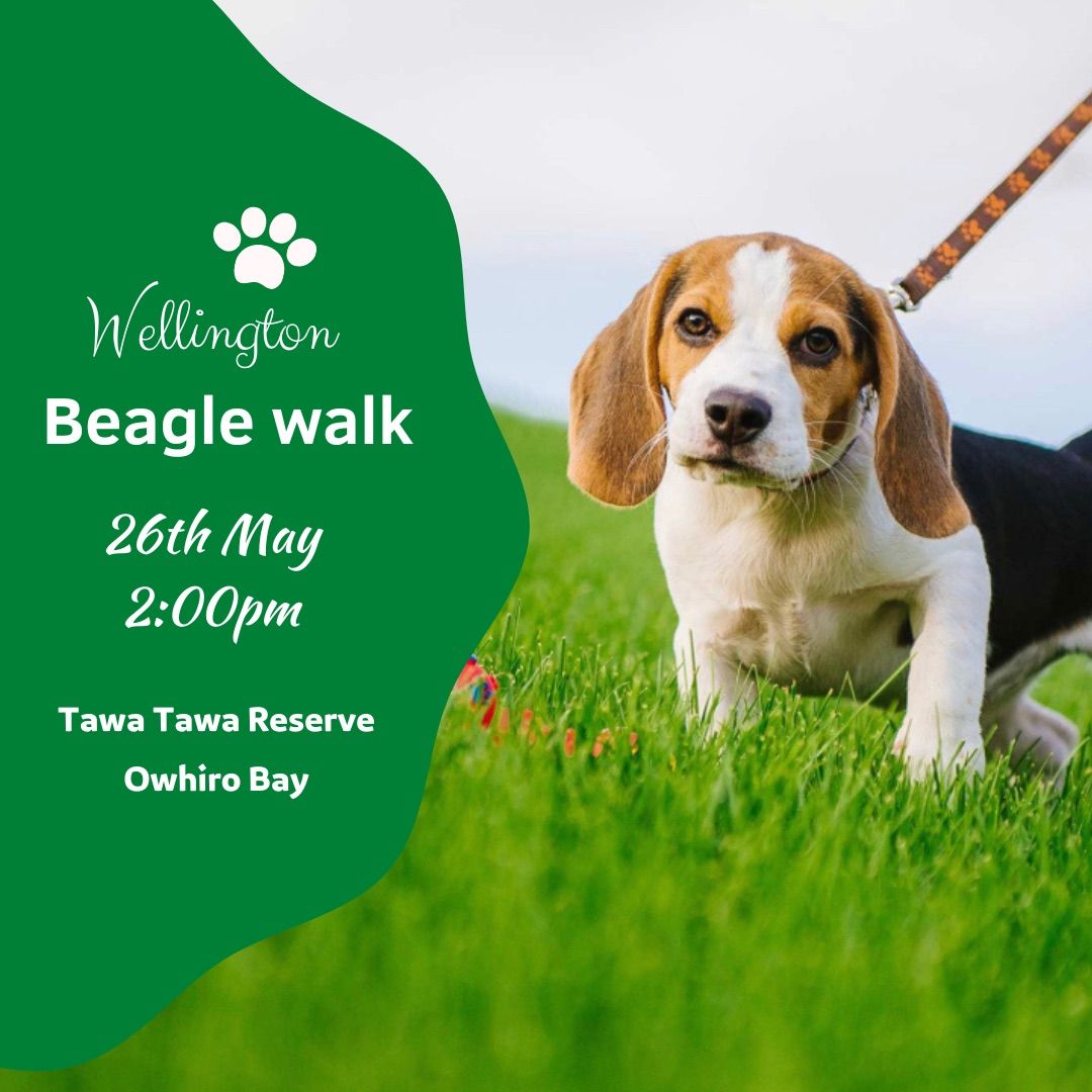 May Beagle Walk - Owhiro Bay