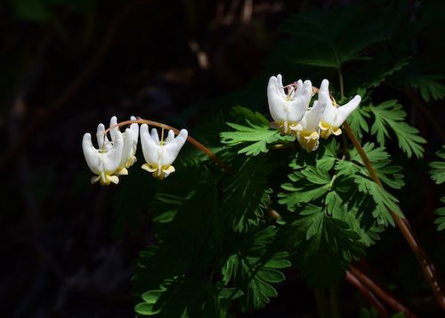 Spring Wildflowers of Northern Virginia