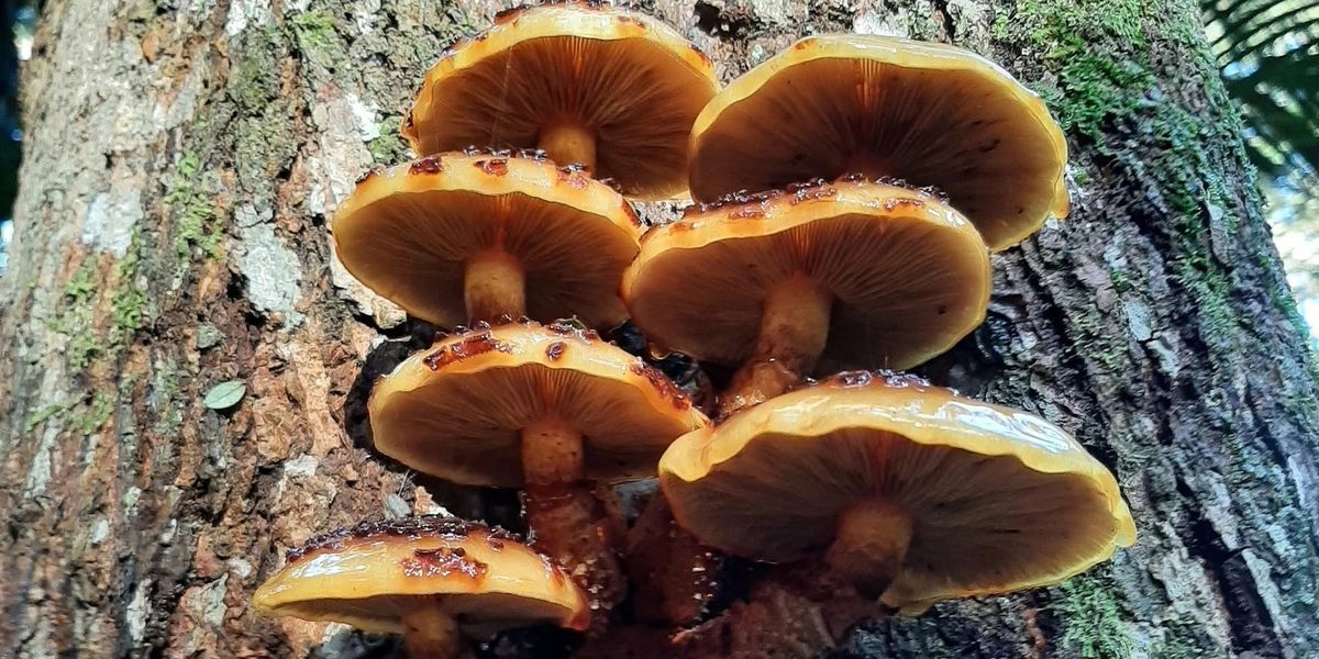 Ask a Mycologist: Mushroom Foraging and ID