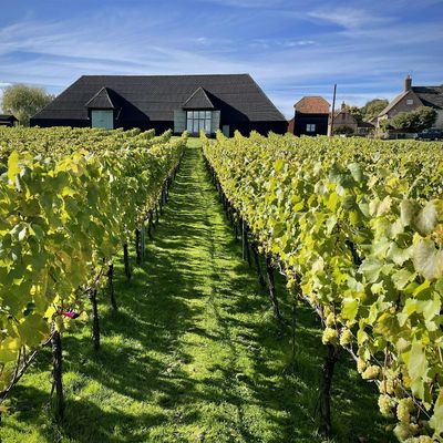 Winding Wood Vineyard