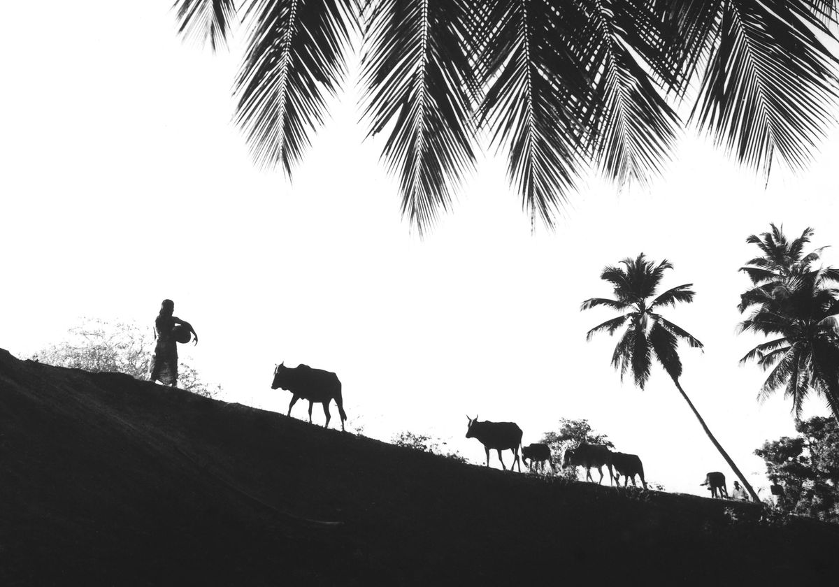 Nihal Fernando: Journey and Legacy. Exploring Connections Through Shared Perspectives