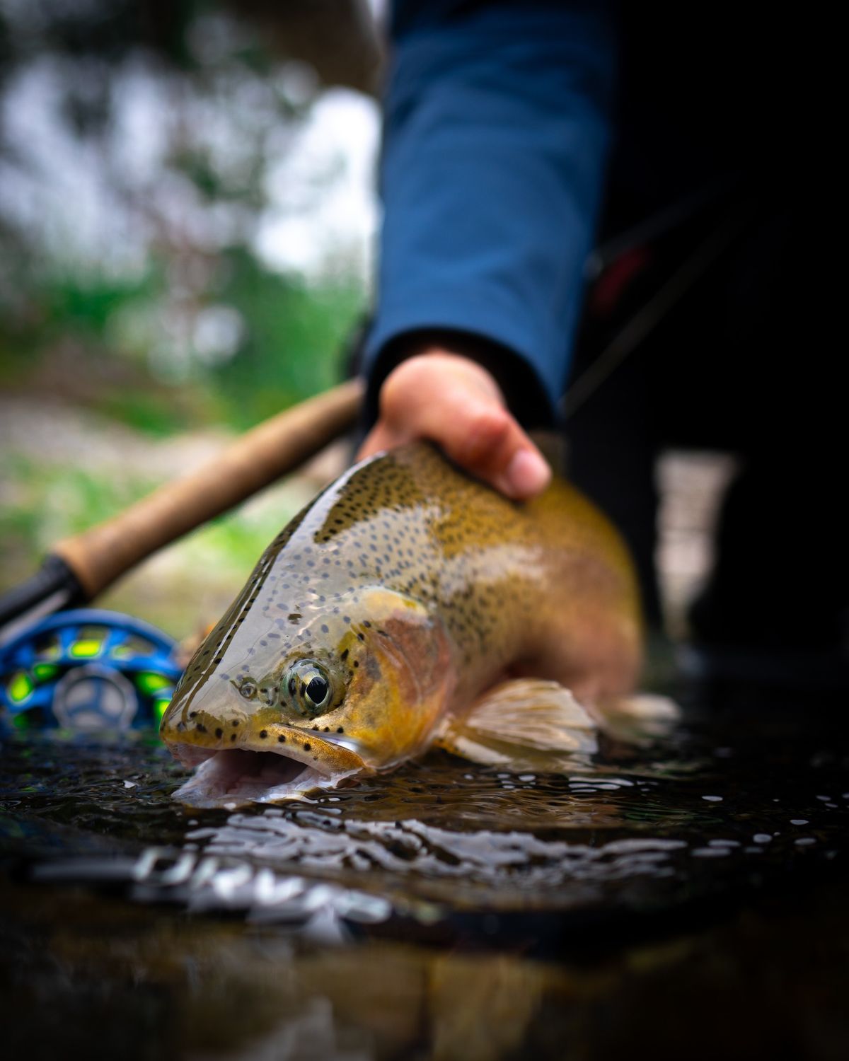 Trout Tour| Fairbanks, AK