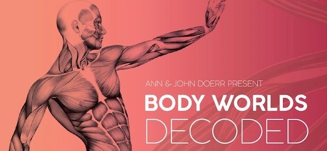 BODY WORLDS Decoded  | Permanent at The Tech Interactive  |  Open daily