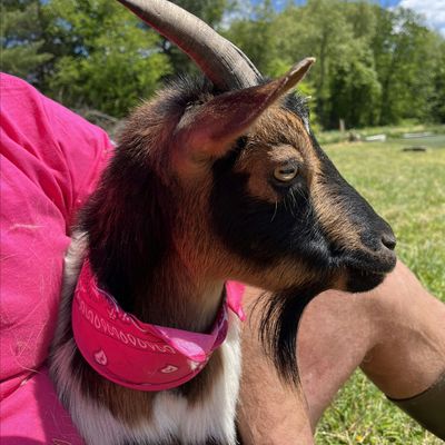 PINK HARVEST FEST
